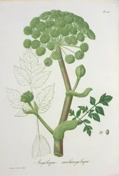 Angelica Archangelica uit 
