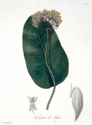Asclepias Syriaca uit 