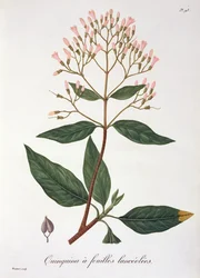Cinchona uit 
