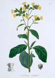 Nicotiana Tabak, 1821
