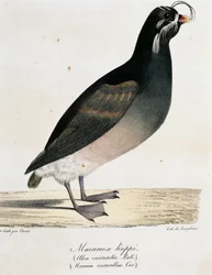 Kuifalk (Aethia cristatella), uit Voyage pittoresque autour du monde