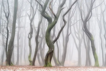 Spookachtig winterbos