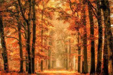 Gouden herfstpad door het bos