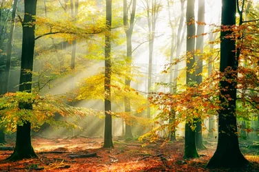 Zonnestralen in het Gouden Woud