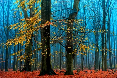 Mistig herfstbos