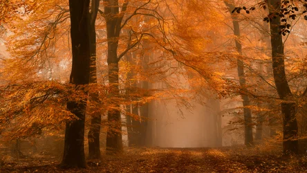 Mistig herfstpad door het bos
