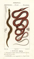 Zaagschubadder, Echis carinatus 1, en Madagaskar bladneusslang, Langaha madagascariensis 2