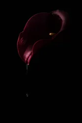 Dieprode Calla-druppel