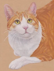 Dax, ca. 2024 (kleurpotlood op bruin kunstpapier)