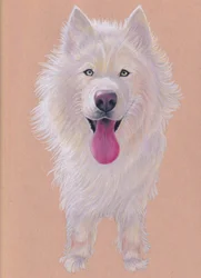 Snowky, 2021 (kleurpotlood op getint papier)