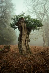 Oude Bonsai, 2025 (foto)