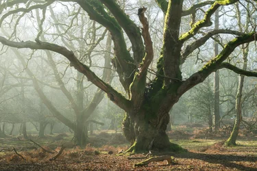 Oude broers, 2025 (foto)