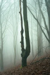 Vergeten bossen, 2024 (foto)