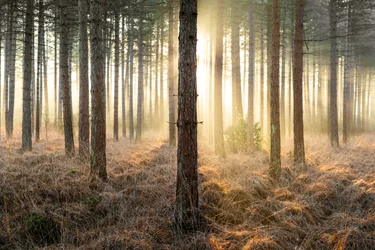Mirkwood, 2025 (foto)