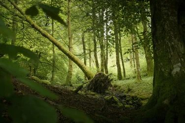 Sentinelboom, 2024 (foto)