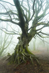 De lente ontvouwt zich, 2024 (foto)