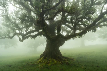 Verhalen van het bos, 2025 (foto)