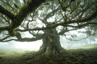 Het bos luistert, 2023 (foto)