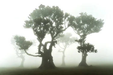 Het bos blijft, 2023 (foto)