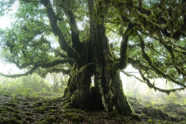 Het bos blijft III, 2023 (foto)