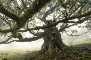 The Forest Remains II, 2023 (foto)