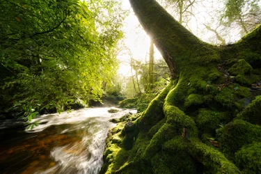 Twilight Grove, 2024 (foto)