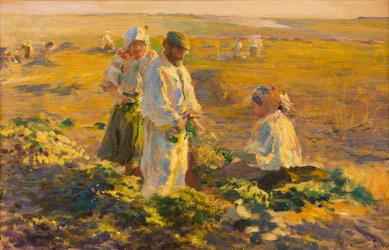 Bieten rooien