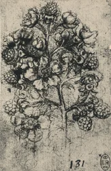 Een takje bramen, ca. 1480-1945