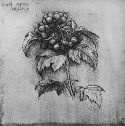 Een Tak van een Plant, ca. 1480 1945