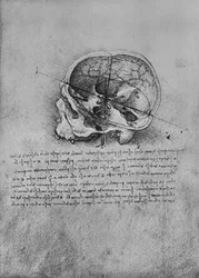 Anatomische tekening van een schedel naar links, ca. 1480, 1945