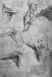 Anatomische studies van een mans nek en schouders, ca. 1480 1945