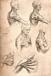 Anatomische tekening