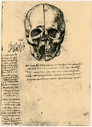 Anatomische schets van een menselijke schedel, ca. 1472-1519
