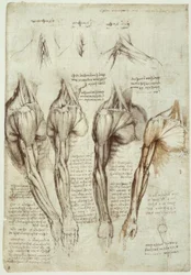 Anatomiestudies