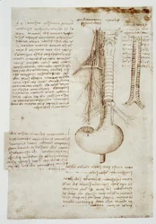 Anatomiestudies