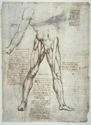 Anatomiestudies