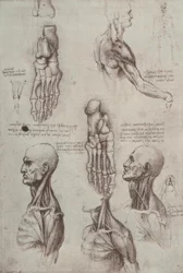 Anatomiestudies