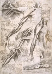 Anatomiestudies