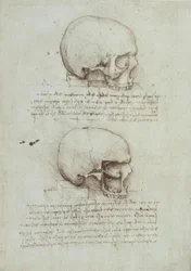 Anatomiestudies