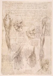 Anatomiestudies