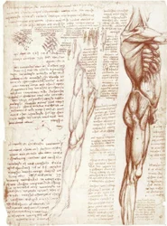 Anatomiestudies: De spieren van de romp en benen