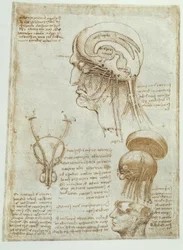 Anatomiestudies: Hersenen, hersenkamers en hersenzenuwen / mannelijk
