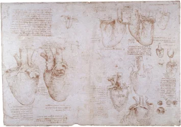 Anatomiestudies: Oppervlakteaders