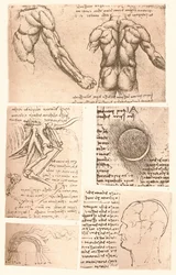 Vier anatomische tekeningen, ca. 1472-ca. 1519