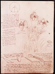 Aantekeningen en schetsen van plantkunde en meetkunde: narcis. Tekening op dubbele pagina van een manuscript van Leonardo da Vinci (1452-1519)