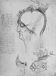 Secties van een mans hoofd die de anatomie van het oog tonen