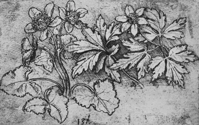 Schets van een Plant, c1480 1945