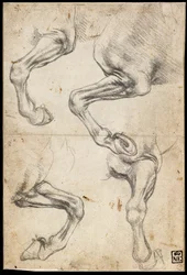 Studies van het paardenbeen