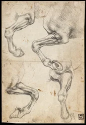 Studies van paardenbenen