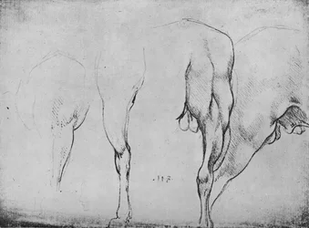Studies van paardenbenen, c1480 1945